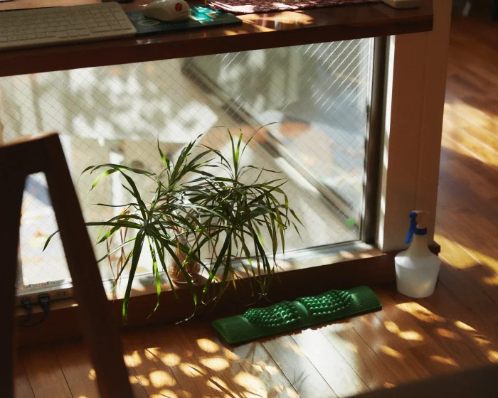 光の入る住まいの室内と植栽